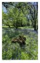 Garth images, Powys, Bluebell Common, Builth Wells images